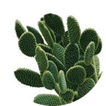 Cactus Extract кешені