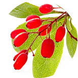 Barberry