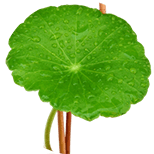 Asiatic pennywort